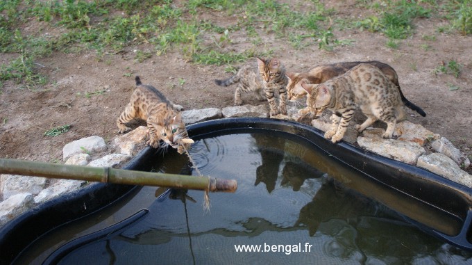 chats bengal